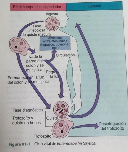 Figura 4. Ciclo vital de Entamoeba histolytica Fuente: Murray P, Rosenthal K, Pfaller M. Microbiologi a me dica. 7th ed. Saunders, editor. Barcelona Espan a: Elsevier; 2014