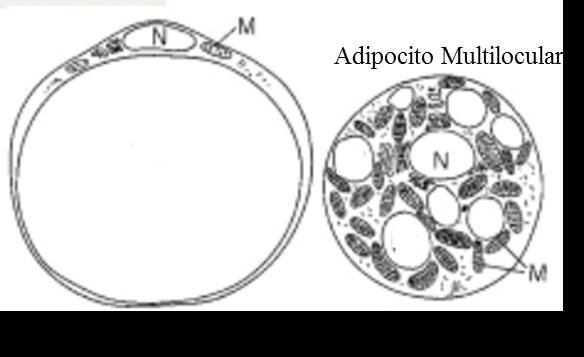 Leyenda: N=núcleo; M=mitocondrias. Fuentes: http://es.slideshare.
