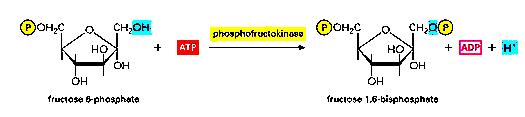 GLUCOLISIS: reacciones Fosfofructoquinasa 1 3.
