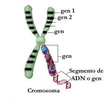 Conceptos Gen: es el fragmento de ADN en el que encontramos la