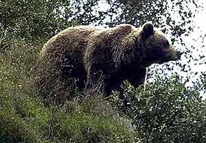 En las áreas boscosas de la montaña habitan los últimos osos pardos d