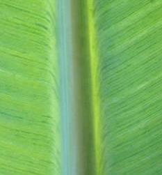 Las hojas sucesivas se hacen más pequeñas tanto en longitud como en anchura de la lámina foliar, presentando bordes cloróticos y enrollados hacia arriba (Figura 6) [Plantwise, 2011].