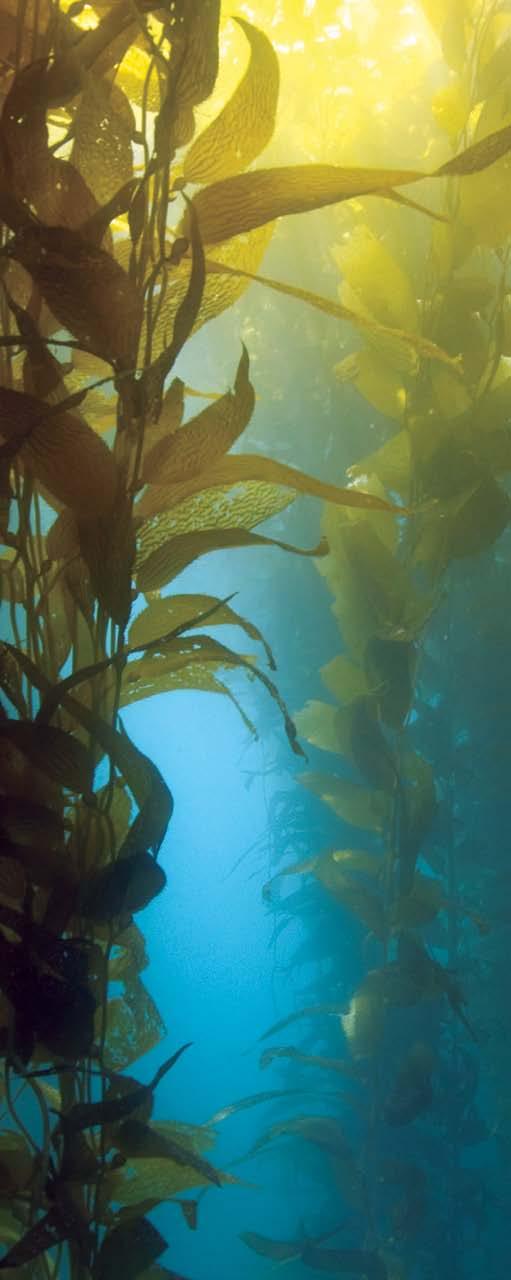 Muchos animales se camuflajean en las algas