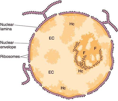 Nucleolema Separa al núcleo del citoplasma Compuesta de una bicapa fosfolipídica y reforzada con Laminina.