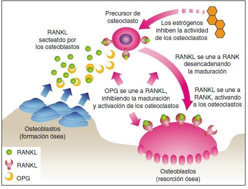 La citocina encargada de la comunicación que existe entre los osteoblastos, y los osteoclastos se conocen como ligando RANK (ligando del receptor activador del factor nuclear kappa-b), perteneciente