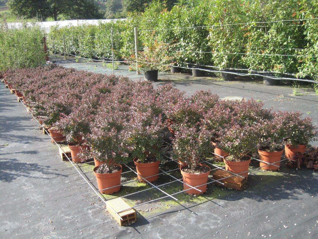 Agracejo enano (Berberis thunbergii `Atropurpurea Nana, Berberidaceae: Arbusto caducifolio muy espinoso y de vegetación densa, con hojas pequeñas rojo púrpura.