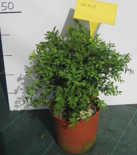 Boj común (Buxus sempervirens), Buxaceae: Arbustos perennes con un follaje verde oscuro brillante y vegetación muy compacta. Crecimiento muy lento que puede alcanzar 3-4 m de altura.