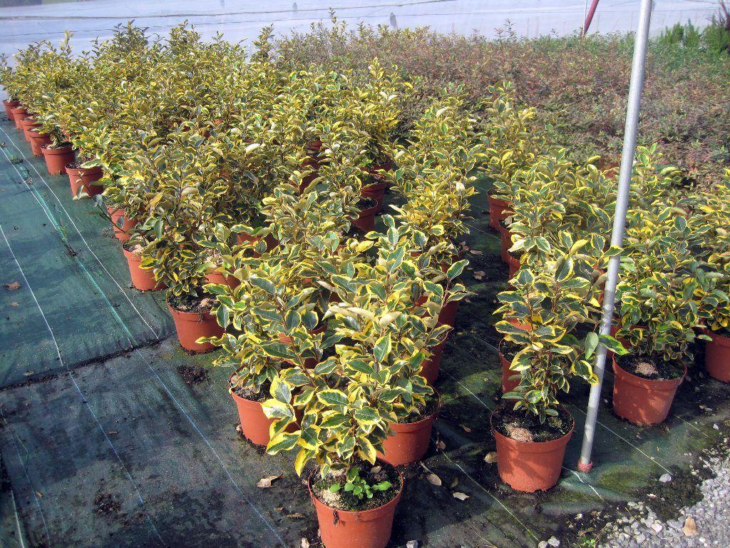 Eleagnus ebbingei 'Git Edge', Eleagnaceae: Arbustos perennes con hojas ovaladas verdes ribeteadas de amarillo-oro, con el envés plateado.