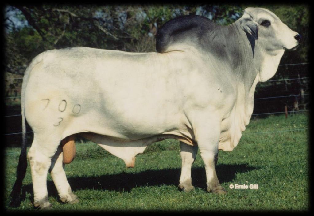 Figura 1. Mr V8 7/3, toro importado con mayor cría registrada en ASOCEBU Venezuela. (Imagen tomada de bovine-elite.