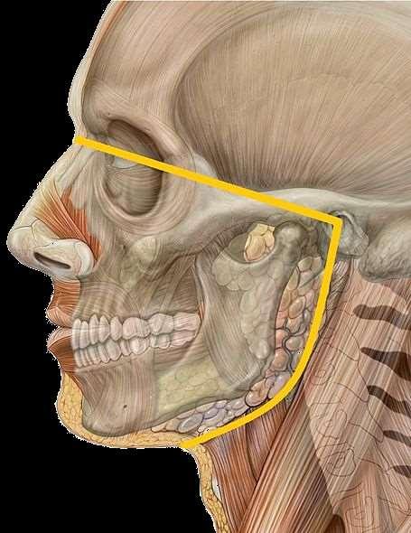 Las disfunciones temporomandibulares y cráneo-cérvicomandibulares cada vez son más frecuentes y otros profesionales de la salud como odontólogos, neurólogos, psicólogos buscan fisioterapeutas que