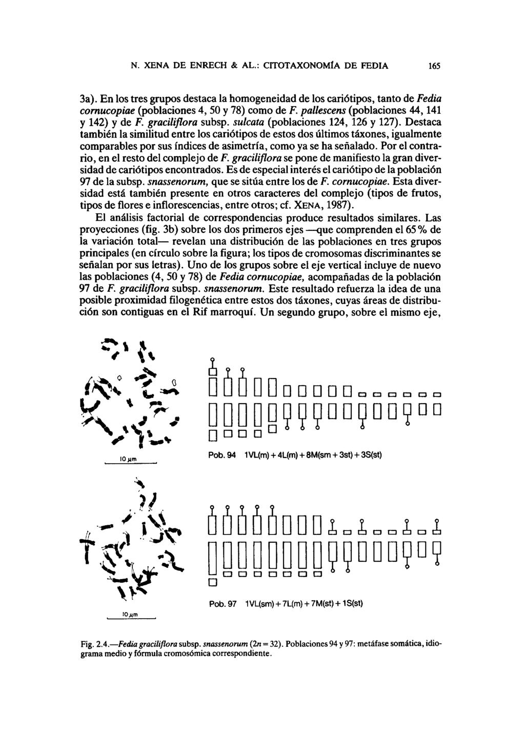N. XENA DE ENRECH & AL.: CITOTAXONOMÍA DE FEDIA 5 a). En los tres grupos destaca la homogeneidad de los cariótipos, tanto de Fedia cornucopiae (poblaciones, 50 y 78) como de F.