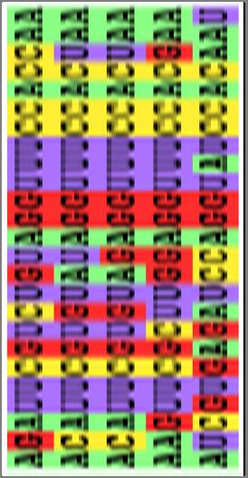 Alineamientos múltiples de nuestra secuencia con la de otras UBC DEFINICIÓN DE ALINEAMIENTOS MÚLTIPLES: Es el resultado del alineamiento de 3 o más secuencias unas respecto a otras para lograr