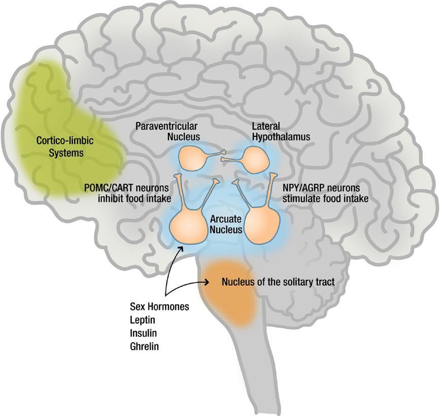 Imagen 1: Control del apetito y de la ingesta en el cerebro. SEÑALES ADIPOCÍTICAS Existen dos moléculas reguladoras del apetito: la insulina y la leptina.