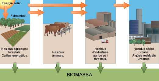 Biomassa I La biomassa és la matèria