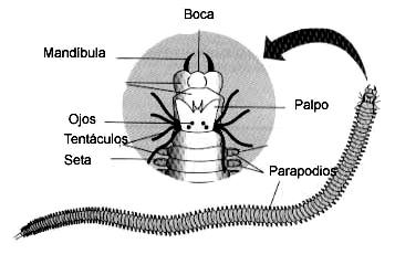 80 Hay varias clases de moluscos. Los caracoles y babosas pertenecen a la Clase Gastropoda. Tienen una cabeza bien definida, una concha en forma de espiral asimétrica, y un pie reptante plano.