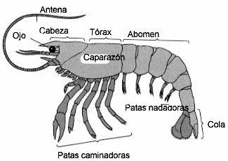 Filo Arthropoda 81 Los artrópodos son el conjunto de especies más extenso de los animales y de los seres vivos en general.