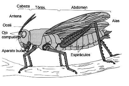 Este filo tiene 3 subfilos existentes. Los miembros del Subfilo Chelicerata tienen el cuerpo divido en cefalotórax y abdomen y carecen de antenas.