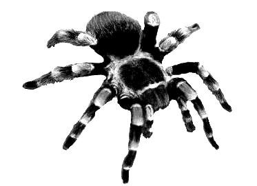 Un miembro de este Subfilo es la Clase Arachnida, que incluye a las arañas, escorpiones, ácaros, garrapatas, etc.