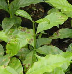 durante la primera semana de la siembra de las plantas. Mancha de Hierro Esta enfermedad ataca las hojas y los frutos del café.