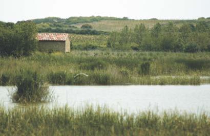 Carravalseca); 3,5* ms/cm (Musco) * datos CH Ebro Descripción general Este espacio Ramsar está conformado por cuatro humedales: Carralogroño, Carravalseca, Musco y Prao de la Paúl.