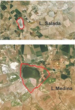 Lagunas de Cádiz: Laguna de Medina y Laguna Salada Andalucía Nº Ramsar 4 (BOE nº110 8/05/1990) Coordenadas Laguna Medina: 36º 36 58 N/ 6º 2 47 W Laguna Salada: 36º 38 45 N/ 6º 14 05 W Municipio Jerez