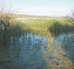 intensamente transformado por la agricultura. Durante la época estival, cuando se seca la laguna, pueden aparecer afloramientos salinos.