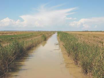 Su interés reside como hábitat alternativo para las aves de Doñana y migratorias en la época estival, al estar inundado por los desagües de los arrozales.