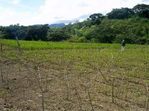 2.1.3 Cultivo de coca en Apolo Apolo está localizado al norte del departamento de La Paz, en el límite oriental de la cordillera de los Andes.