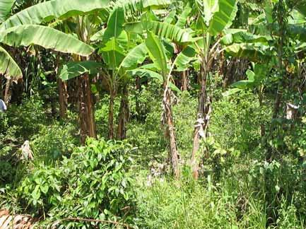 En forma general, es posible distinguir hasta cuatro clases de campos de coca en Chapare: 1.