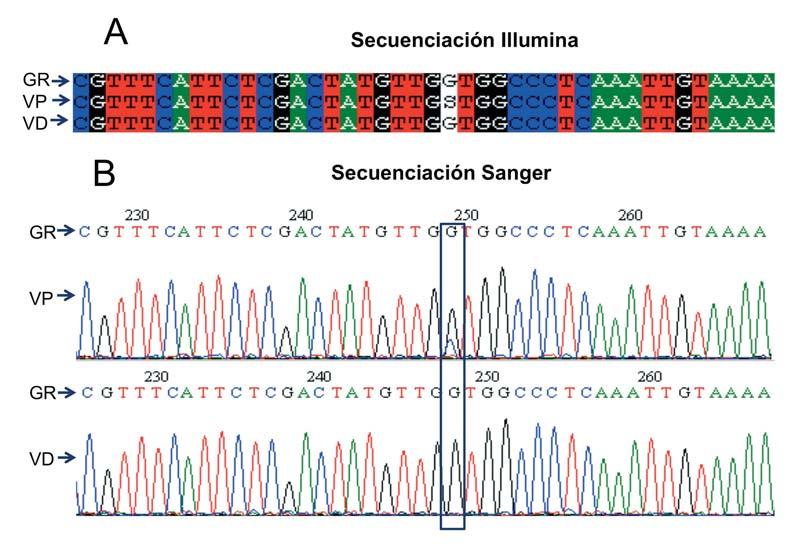 En A se muestra el alineamiento de las secuencias Illumina del genoma de referencia, de una variedad parental y de una variedad derivada. Se observa la presencia de 1 SNP discriminatorio.