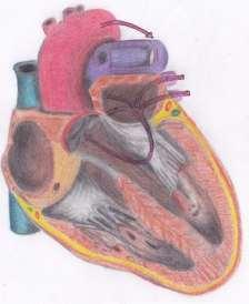 Corazón 11 Figura 2-6: Vista Anterior del corazón.