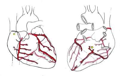 Corazón 21 La arteria coronaria izquierda se origina en el seno aórtico izquierdo de la aorta ascendente y se dirige hacia delante entre el tronco pulmonar y la aurícula izquierda para llegar al