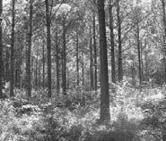 En plantaciones forestales La Vegetación Herbácea como Indicadora de Impacto Ambiental Se realizó la evaluación y comparación del estrato inferior, en bosque nativo y en plantaciones de Pinus