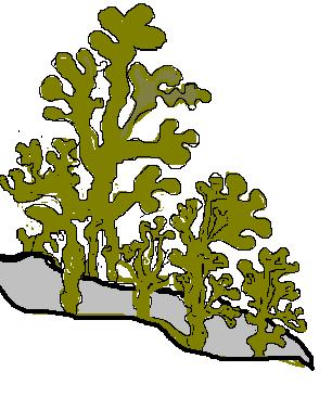 L L G EL FUC (FUCU) - Pertenece a las algas pardas o feofíceas.