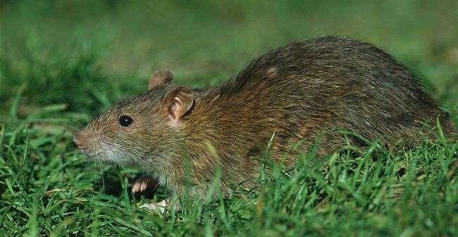4. RATA DE CLOACA (Rattus norvegicus) Esta rata forma sus madrigueras (nidos) bajo tierra o en los sistemas de alcantarillados, suelen ser muy buenas nadadoras. Tamaño del adulto entre 38-49cm.