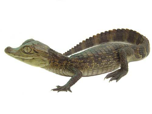 1 Caiman crocodilus