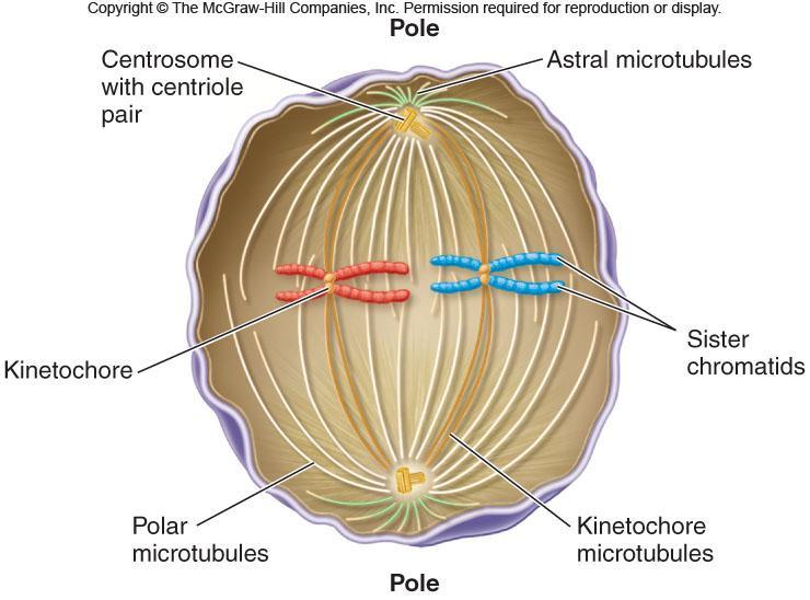 Huso mitótico Anafase Mitosis en la Célula Animal