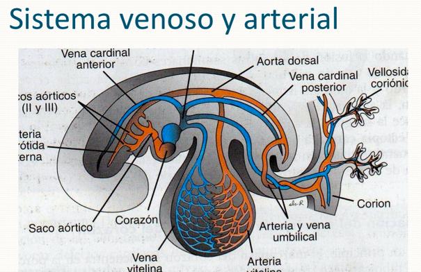 El sistema venoso consta de tres sistemas principales. 1. Las venas cardinales, que conducen el drenaje venoso del cuerpo del embrión. La parte izquierda degenera y al nacimiento forma las cavas. 2.