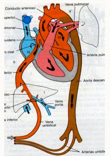 CIRCULACION FETAL Y TRANSICIONAL CIRCULACION EN EL CORAZÓN PRIMITIVO Las contracciones musculares comienzan muy temprano en el desarrollo del asa cardiaca.