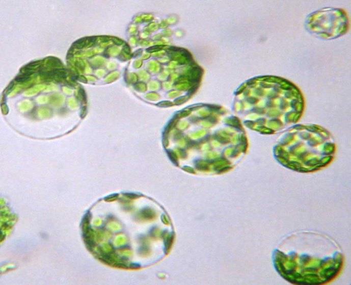 Protoplastos vegetales Protoplasto: es una célula vegetal que