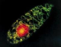Genoma Mitocondrial: Células Vegetales Molécula de DNA circular pero que a veces es lineal.
