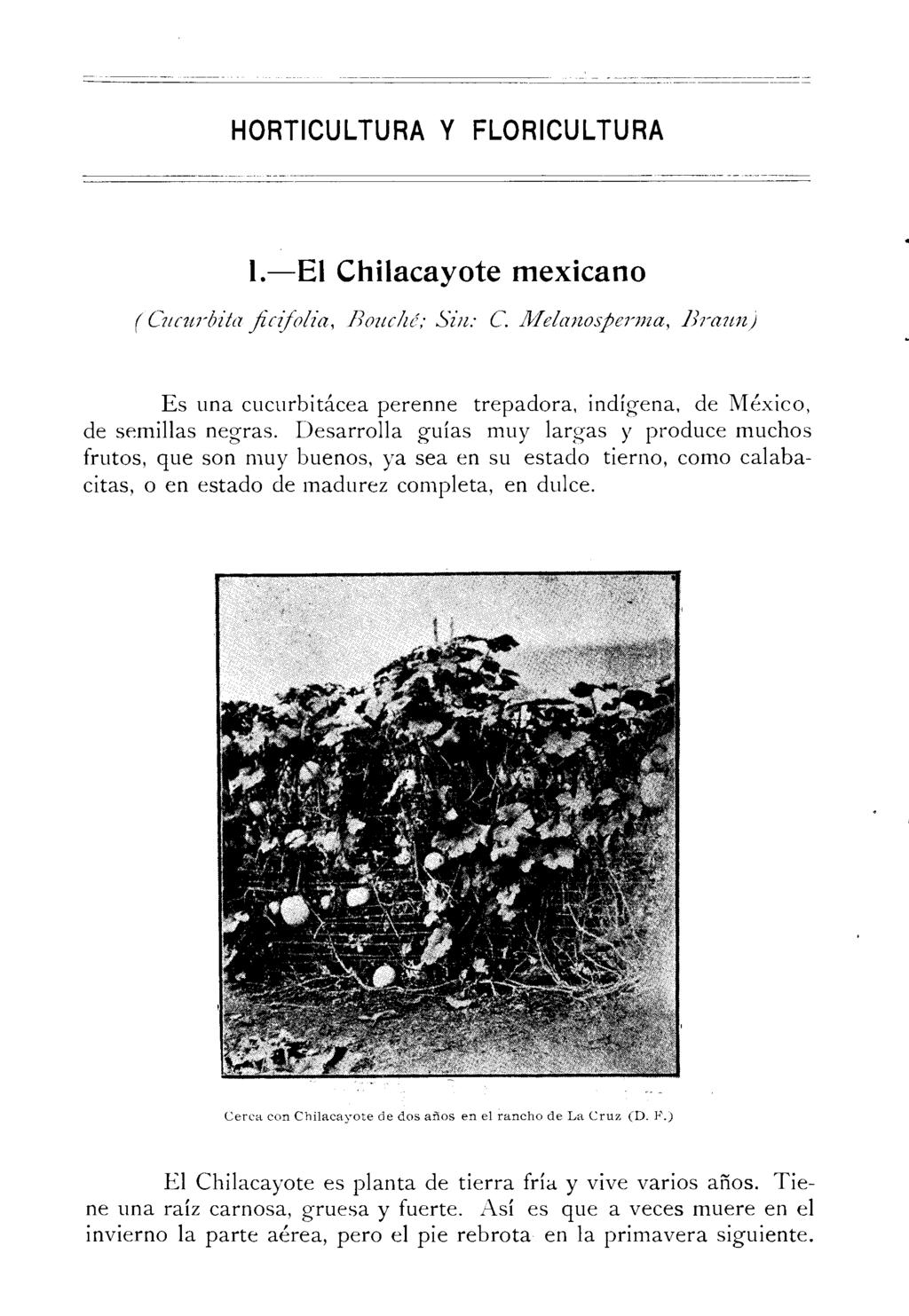 HORTICULTURA Y FLORICULTURA 1.-El Chilacayote mexicano ( Cueurbita fzczfolia, Bouclzé; Sin: C. Mel(zrzosjeramaa, 13raun) Es una cucurbitácea perenne trepadora, indígena, de México, de semillas negras.