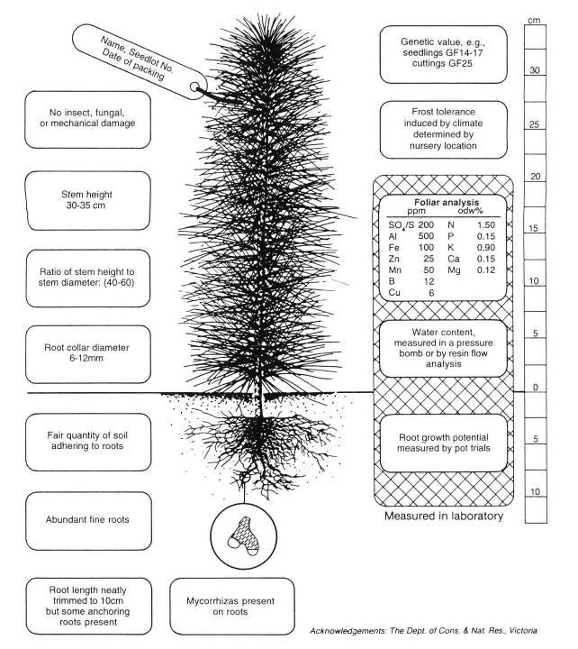 Parámetros de calidad posibles para un plantín forestal: parámetros morfológicos: de tamaño (altura, diámetro del cuello, tamaño cepellón, relación altura-diámetro, parte aérea - cepellón)