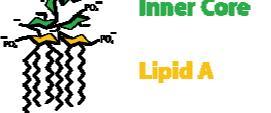ENDOTOXINA BACTERIANA Fracción lipidíca que forma parte del lipopolisacárido (LPS) de la membrana externa de los gram-negativos.