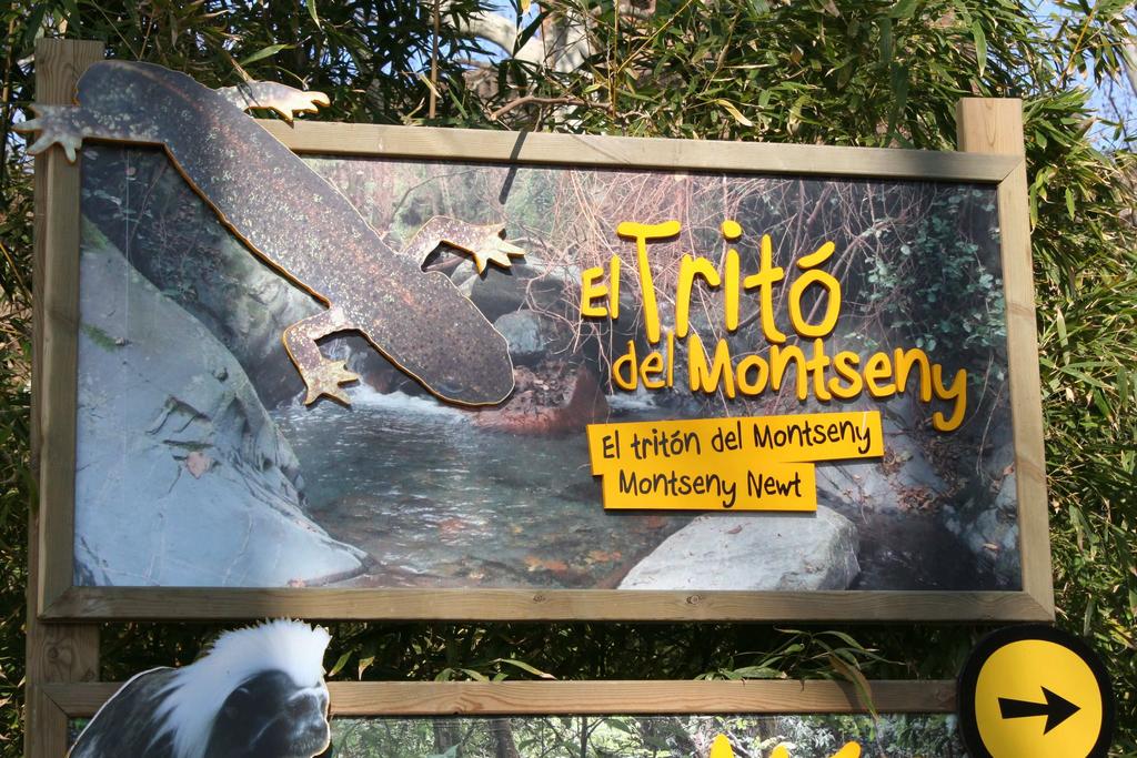 Aquesta actuació conjunta del Departament d Agricultura i de l Ajuntament a favor de la conservació dels tritons del Montseny s afegeix a una important col laboració en l àmbit de la recerca i