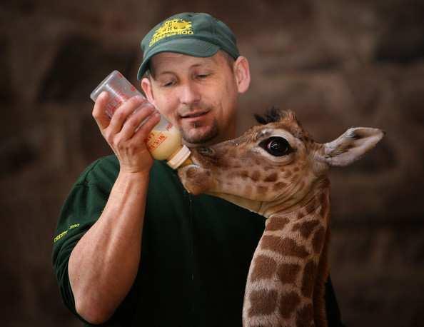Quan les girafes viuen en un zoo, els cuidadors en tenen