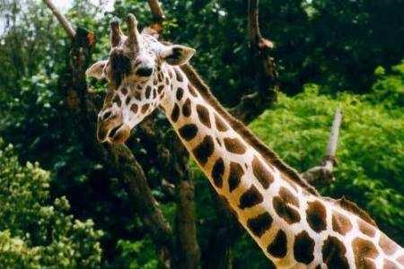 La seva altura La girafa és la més alta de tots els animals de la terra. Els mascles poden arribar a mesurar de 4,8 a 5,5 m d altura. El seu pes Poden arribar a pesar de 600 a 1900 kg.