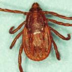 Estados Unidos. 5 4 Blagburn BL, Dryden MW. Biology, treatment and control of flea and tick infestations. Vet Clin Small Anim.