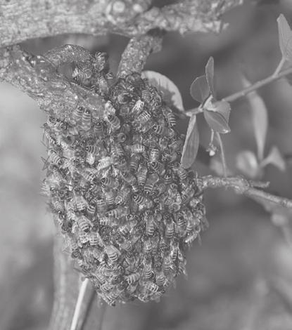 LESSON 24 TEACHER S GUIDE by Samantha Rabe Las abejas hacen miel Fountas-Pinnell Level L Narrative Nonfiction Selection Summary Honeybees live in groups called a colony in a nest known as a hive.