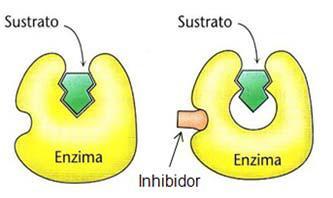 4.- Qué es una enzima? Comente los factores de los que depende la velocidad de una reacción enzimática? 5.- Qué es un inhibidor enzimático? En qué se diferencian uno competitivo de uno no competitivo?